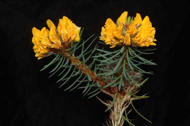 APII jpeg image of Pultenaea stipularis  © contact APII