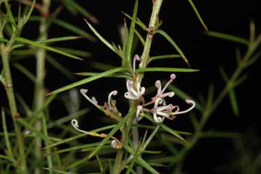 APII jpeg image of Grevillea halmaturina subsp. halmaturina  © contact APII