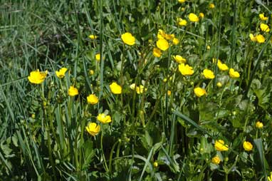 APII jpeg image of Ranunculus repens  © contact APII