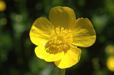 APII jpeg image of Ranunculus repens  © contact APII