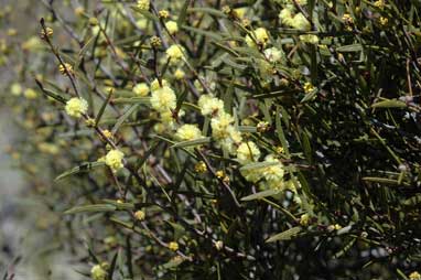 APII jpeg image of Acacia siculiformis  © contact APII