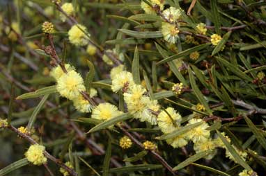 APII jpeg image of Acacia siculiformis  © contact APII