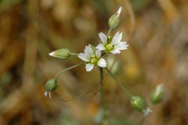 APII jpeg image of Holosteum umbellatum  © contact APII