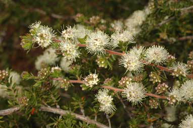 APII jpeg image of Kunzea rupestris  © contact APII