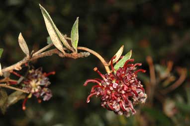 APII jpeg image of Grevillea evansiana  © contact APII