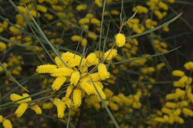 APII jpeg image of Acacia caroleae  © contact APII