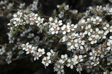 APII jpeg image of Leptospermum multicaule  © contact APII