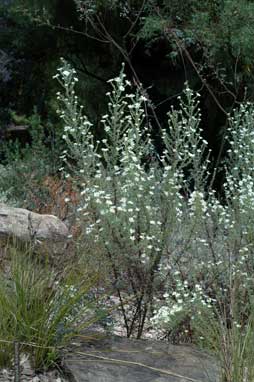 APII jpeg image of Olearia asterotricha  © contact APII