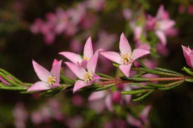 APII jpeg image of Boronia deanei subsp. acutifolia  © contact APII