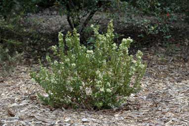 APII jpeg image of Grevillea trifida  © contact APII