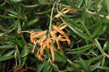 APII jpeg image of Grevillea 'Poorinda Queen'  © contact APII