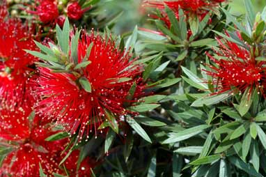 APII jpeg image of Callistemon 'Matthew Flinders'  © contact APII