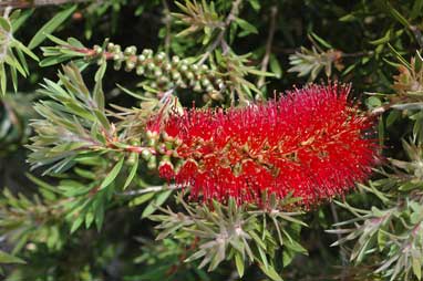 APII jpeg image of Callistemon 'Betha Beauty'  © contact APII