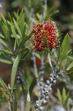 APII jpeg image of Callistemon 'Marlborough'  © contact APII