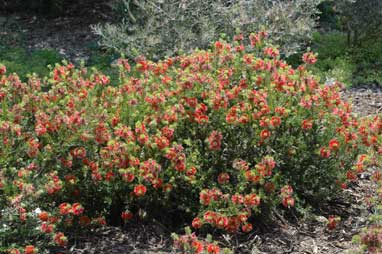 APII jpeg image of Callistemon pearsonii  © contact APII