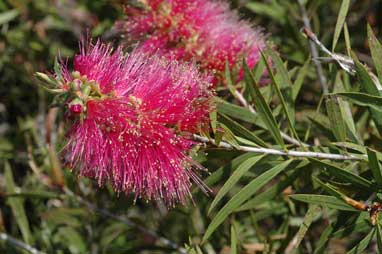 APII jpeg image of Callistemon 'Eastland'  © contact APII