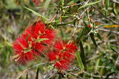 APII jpeg image of Callistemon 'Harkness'  © contact APII