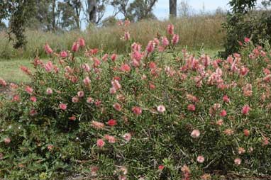 APII jpeg image of Callistemon 'Reeve's Pink'  © contact APII