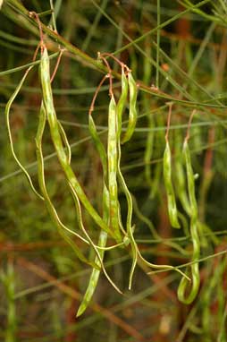 APII jpeg image of Acacia elongata  © contact APII