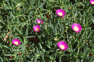 APII jpeg image of Carpobrotus glaucescens  © contact APII