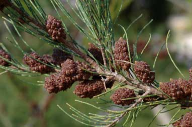 APII jpeg image of Allocasuarina emuina  © contact APII