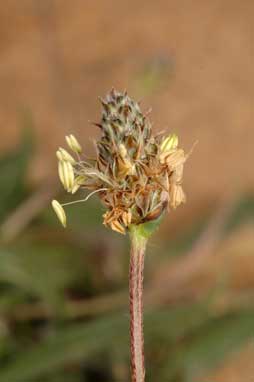 APII jpeg image of Plantago lanceolata  © contact APII