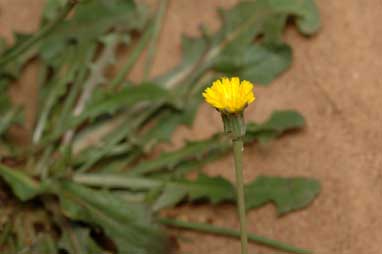 APII jpeg image of Hypochaeris glabra  © contact APII