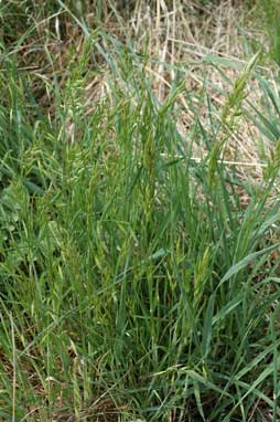 APII jpeg image of Bromus catharticus  © contact APII