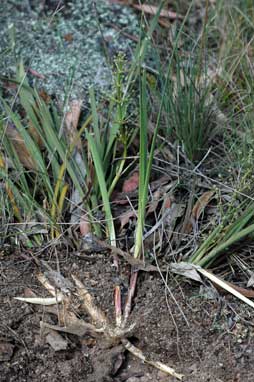 APII jpeg image of Lomandra multiflora subsp. multiflora  © contact APII