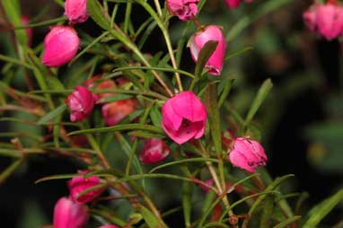 APII jpeg image of Boronia heterophylla  © contact APII