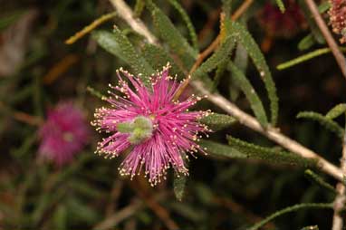 APII jpeg image of Melaleuca sclerophylla  © contact APII