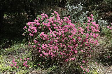 APII jpeg image of Pimelea ferruginea 'Magenta Mist'  © contact APII