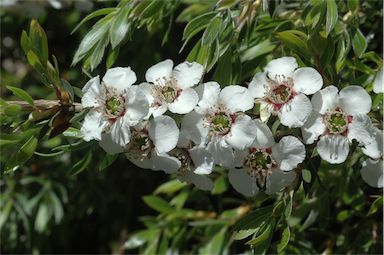 APII jpeg image of Leptospermum lanigerum  © contact APII