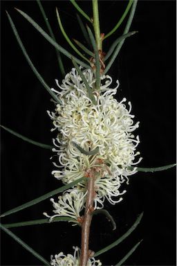 APII jpeg image of Hakea candolleana  © contact APII