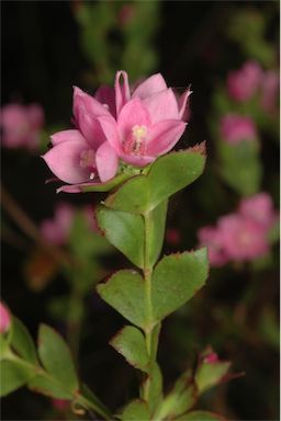 APII jpeg image of Boronia serrulata  © contact APII