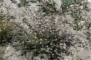 APII jpeg image of Boronia algida  © contact APII