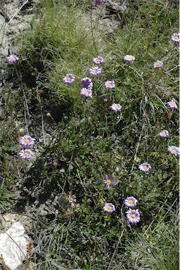 APII jpeg image of Calotis scabiosifolia var. integrifolia  © contact APII