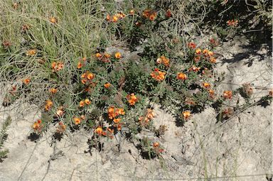 APII jpeg image of Pultenaea subspicata  © contact APII