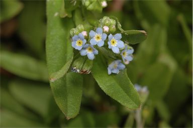 APII jpeg image of Myosotis laxa subsp. caespitosa  © contact APII