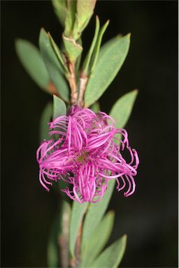 APII jpeg image of Melaleuca thymifolia  © contact APII