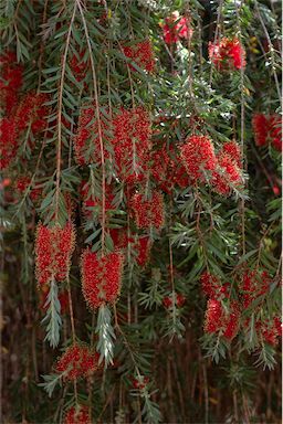 APII jpeg image of Callistemon 'Severn River'  © contact APII