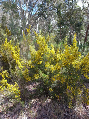 APII jpeg image of Bossiaea foliosa  © contact APII