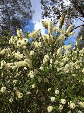 APII jpeg image of Melaleuca squarrosa  © contact APII