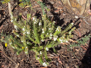 APII jpeg image of Epacris decumbens  © contact APII