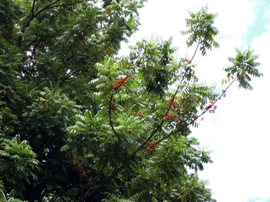 APII jpeg image of Castanospermum australe  © contact APII