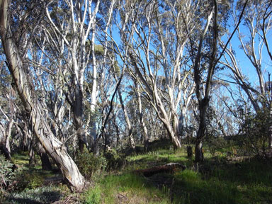 APII jpeg image of Eucalyptus pauciflora  © contact APII