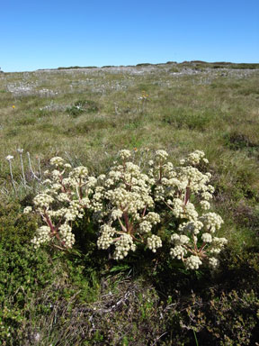 APII jpeg image of Aciphylla glacialis  © contact APII