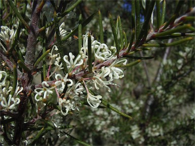 APII jpeg image of Hakea decurrens subsp. decurrens  © contact APII