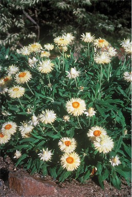 APII jpeg image of Xerochrysum 'Cockatoo'  © contact APII