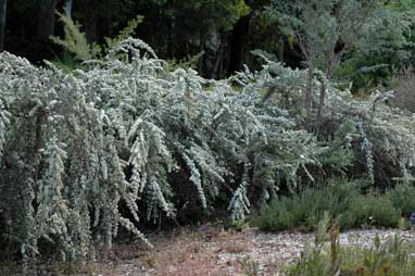 APII jpeg image of Leptospermum grandifolium  © contact APII